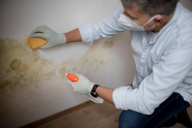 Best Local Mold Removal Service  in Sunset, LA