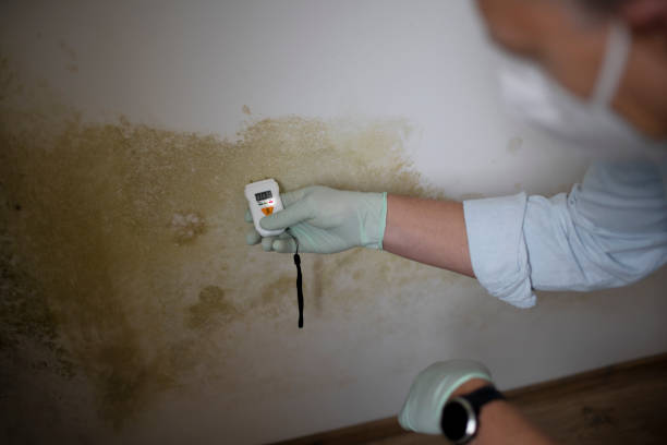 Best Affordable Mold Removal  in Sunset, LA