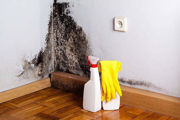Home Mold Removal in Sunset, LA