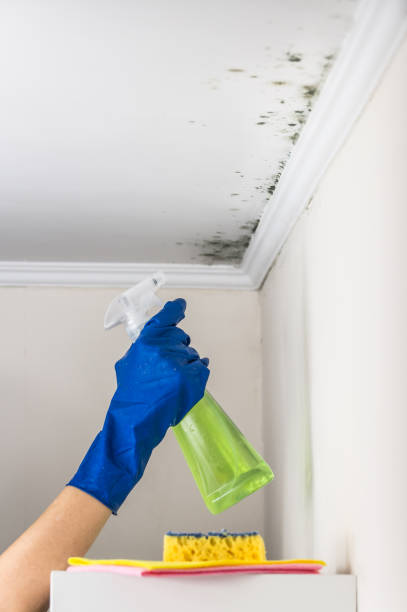 Trusted Sunset, LA Mold Removal Experts