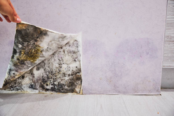 Best Emergency Mold Removal  in Sunset, LA